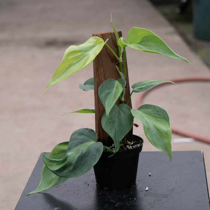 Gabriella Plants Philodendron 4" Philodendron hederaceum &