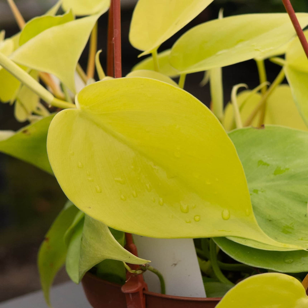 Gabriella Plants Philodendron Philodendron hederaceum 'Lemon Lime'