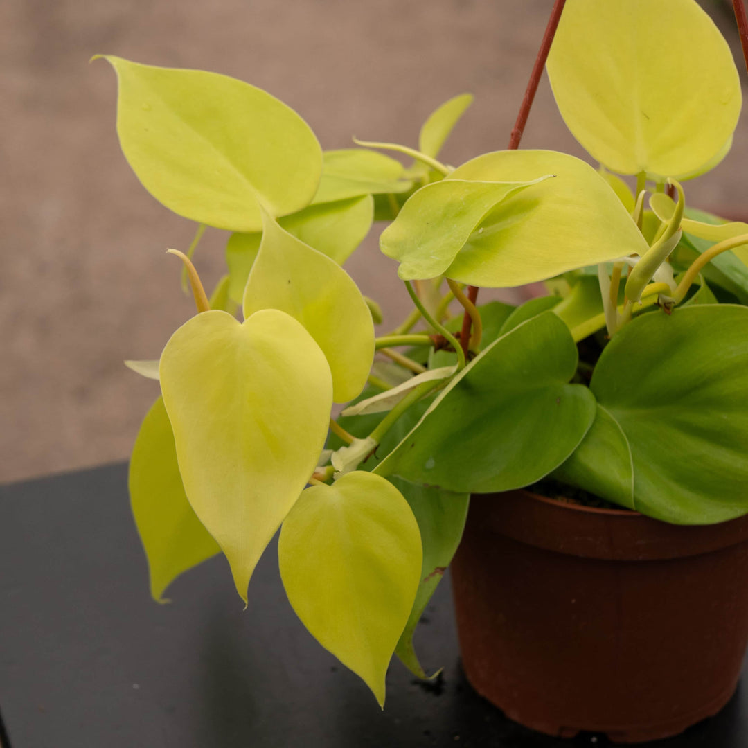 Gabriella Plants Philodendron Philodendron hederaceum 'Lemon Lime'