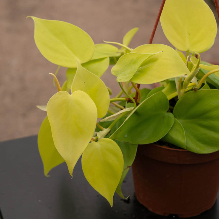 Gabriella Plants Philodendron Philodendron hederaceum 'Lemon Lime'