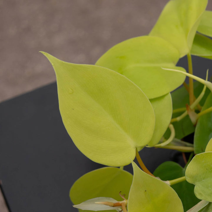 Gabriella Plants Philodendron Philodendron hederaceum 'Lemon Lime'