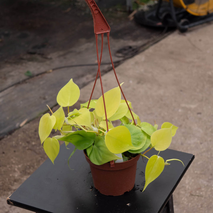 Gabriella Plants Philodendron Philodendron hederaceum 'Lemon Lime'