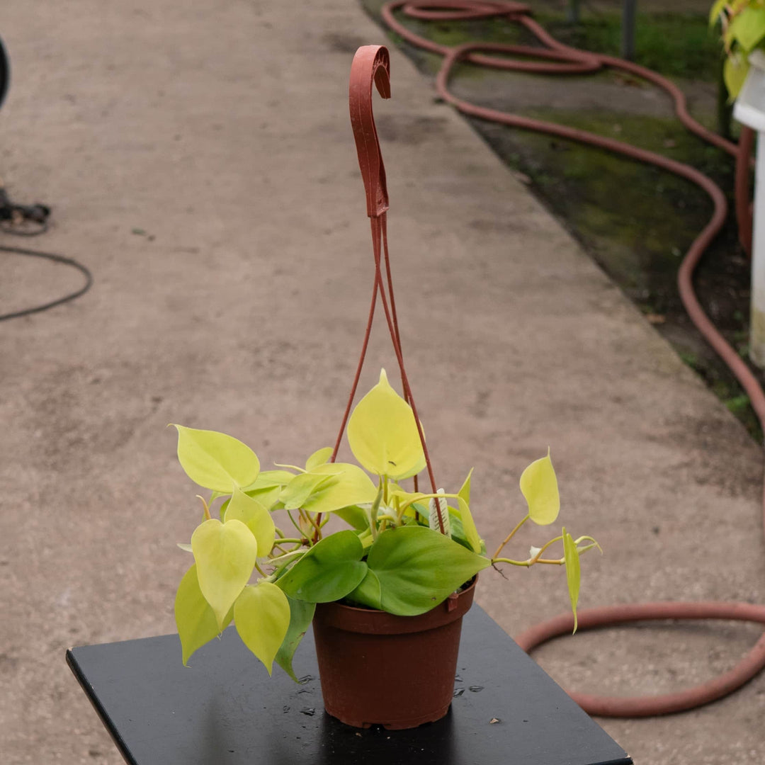 Gabriella Plants Philodendron Philodendron hederaceum 'Lemon Lime'