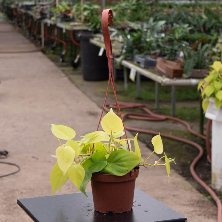 Gabriella Plants Philodendron Philodendron hederaceum 'Lemon Lime'