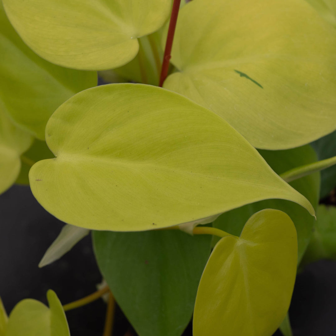Gabriella Plants Philodendron Philodendron hederaceum 'Lemon Lime'