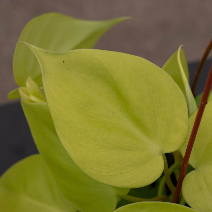 Gabriella Plants Philodendron Philodendron hederaceum 'Lemon Lime'