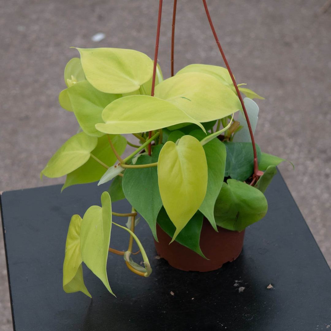 ladder philodendron Philodendron hederaceum 'Lemon Lime'