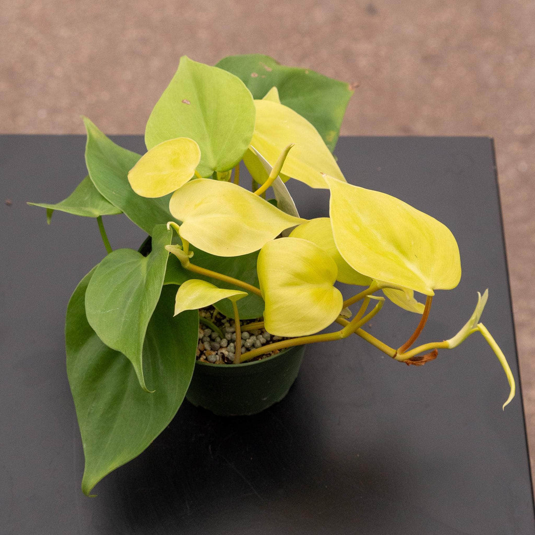 philodendron lemon lime flower Philodendron hederaceum 'Lemon Lime'