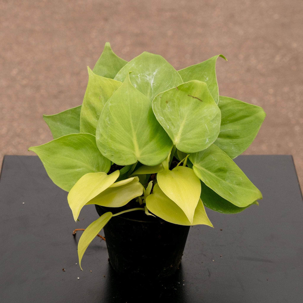 Gabriella Plants Philodendron 4" Philodendron hederaceum 'Lemon Lime'