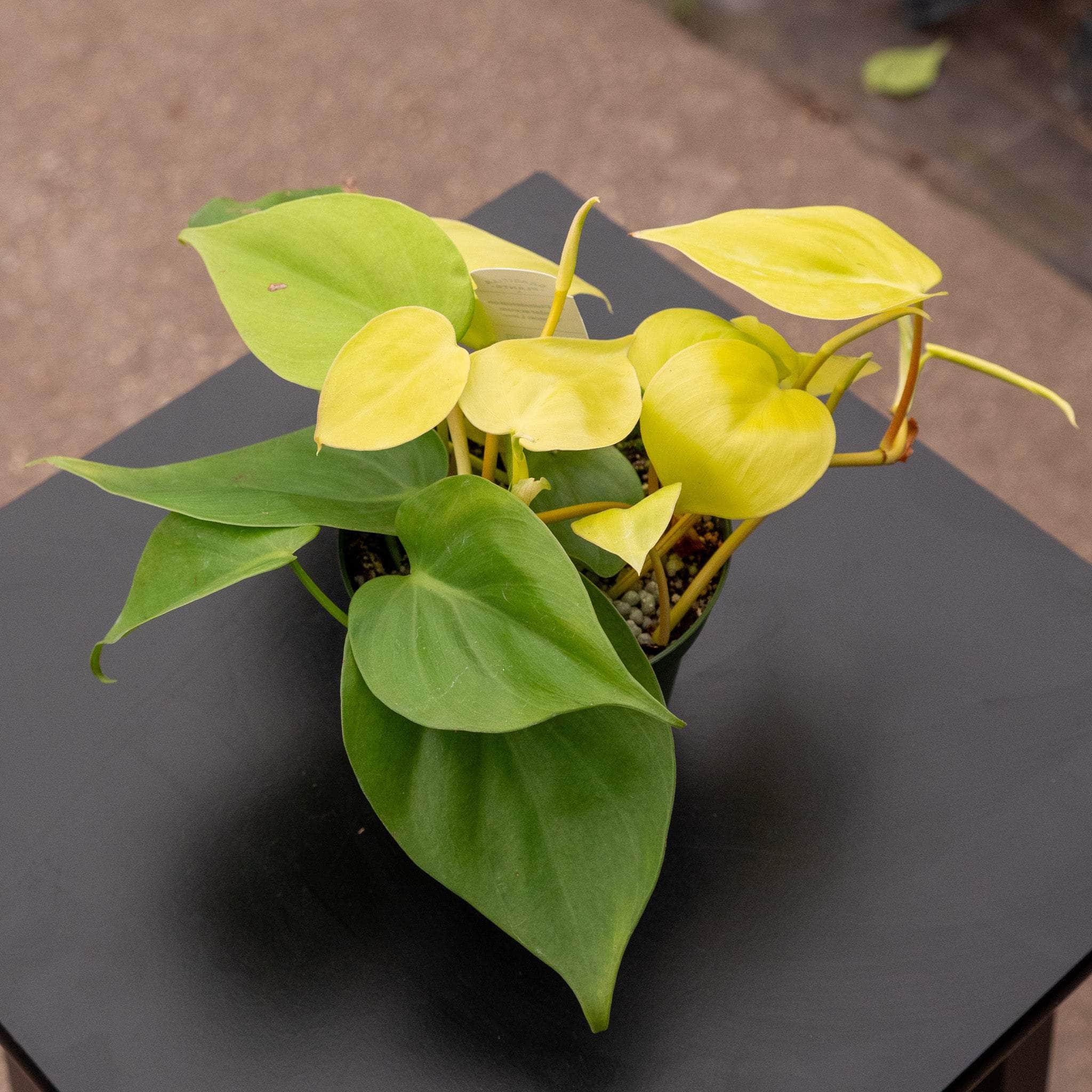 Gabriella Plants Philodendron hederaceum - Thumbnail 4