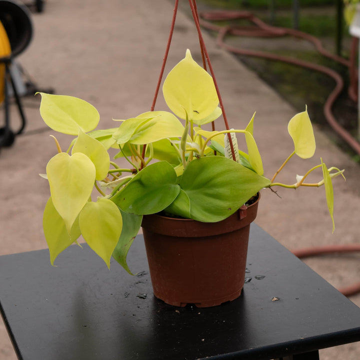 Gabriella Plants Philodendron 5" Hanging Basket Philodendron hederaceum 'Lemon Lime'
