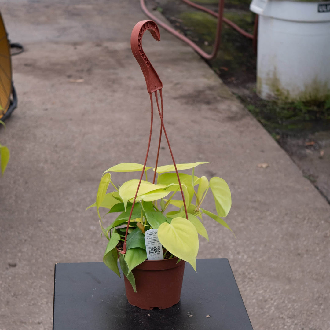 Gabriella Plants Philodendron 5" Hanging Basket Philodendron hederaceum 'Lemon Lime'