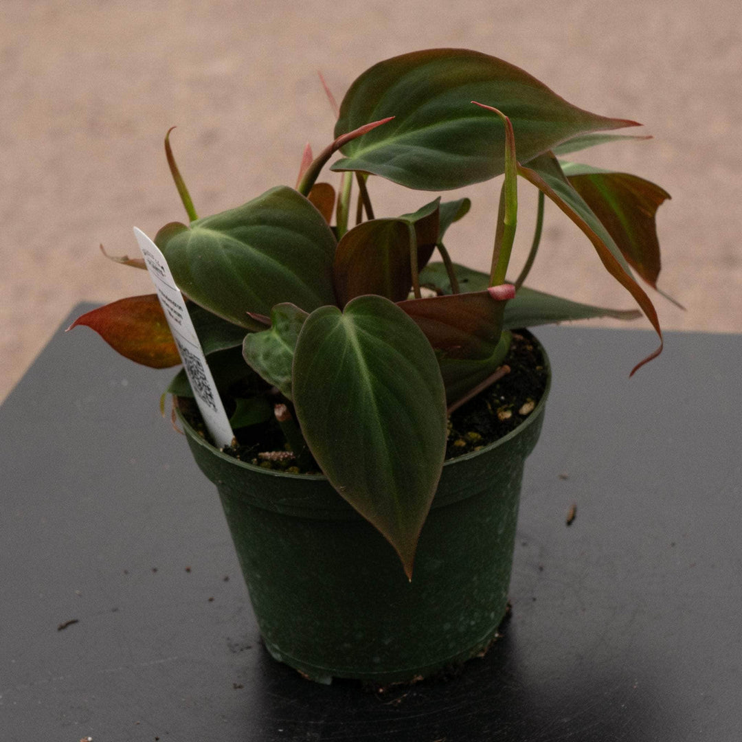 micans lime philodendron Philodendron hederaceum 'Micans'