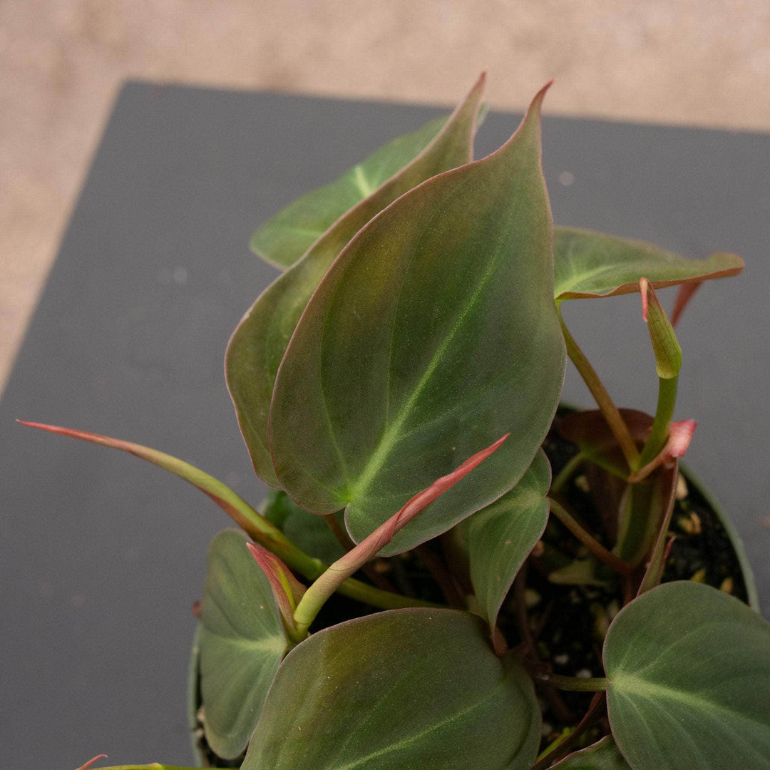 philodendron micans varieties Philodendron hederaceum 'Micans'