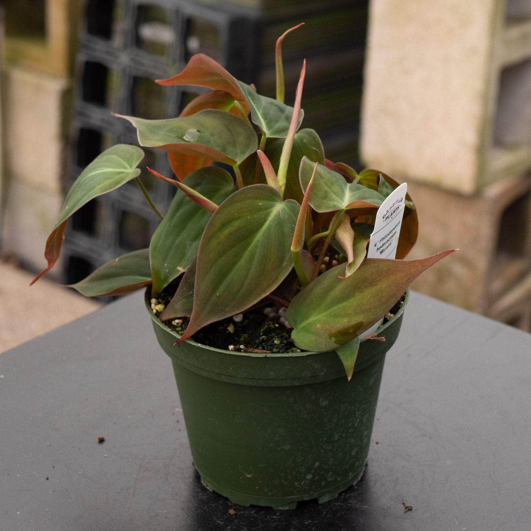 philodendron hederaceum micans velvet leaf Philodendron hederaceum 'Micans'