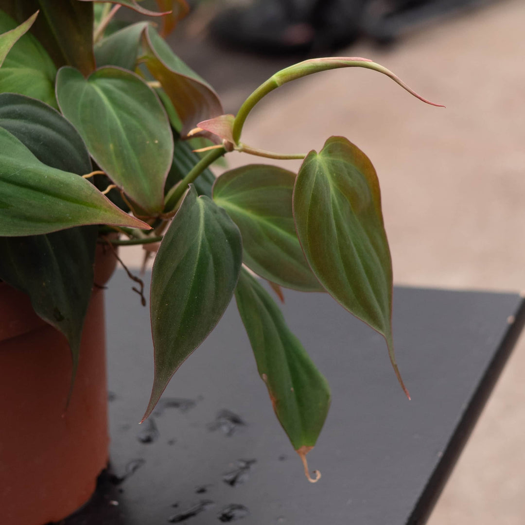 velvet micans philodendron Philodendron hederaceum 'Micans'