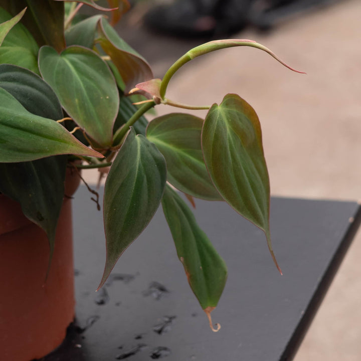 Gabriella Plants Philodendron Philodendron hederaceum 'Micans'