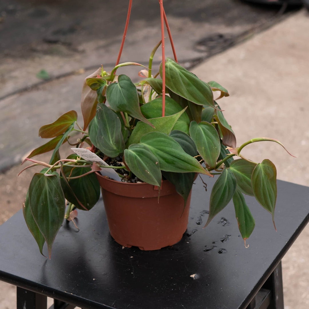 velvet micans philodendron Philodendron hederaceum 'Micans'