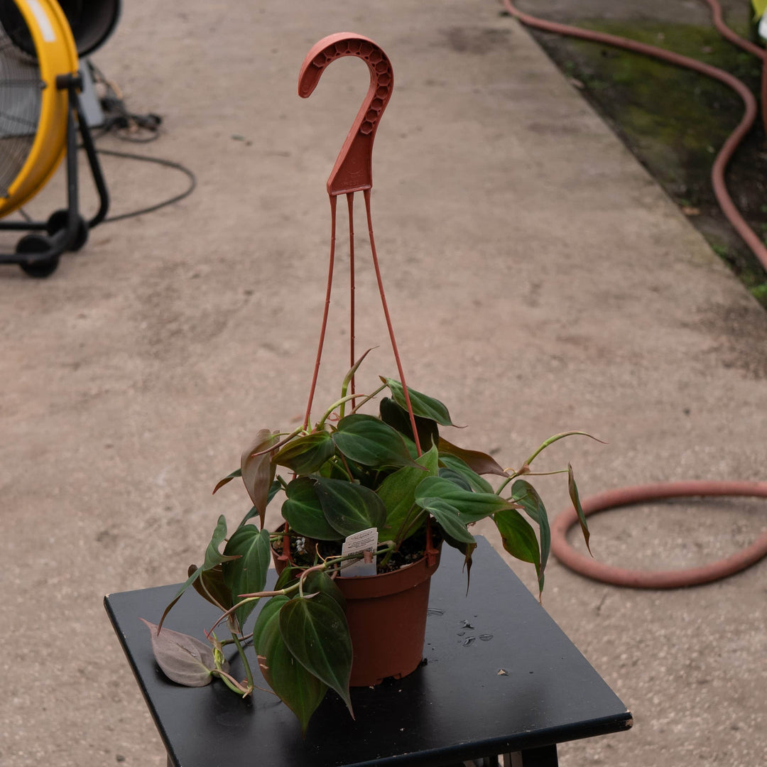 philodendron micans mature form Philodendron hederaceum 'Micans'