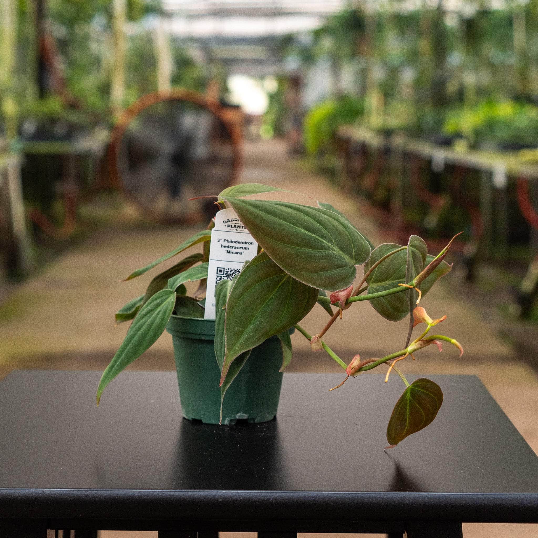mature philodendron micans Philodendron hederaceum 'Micans'