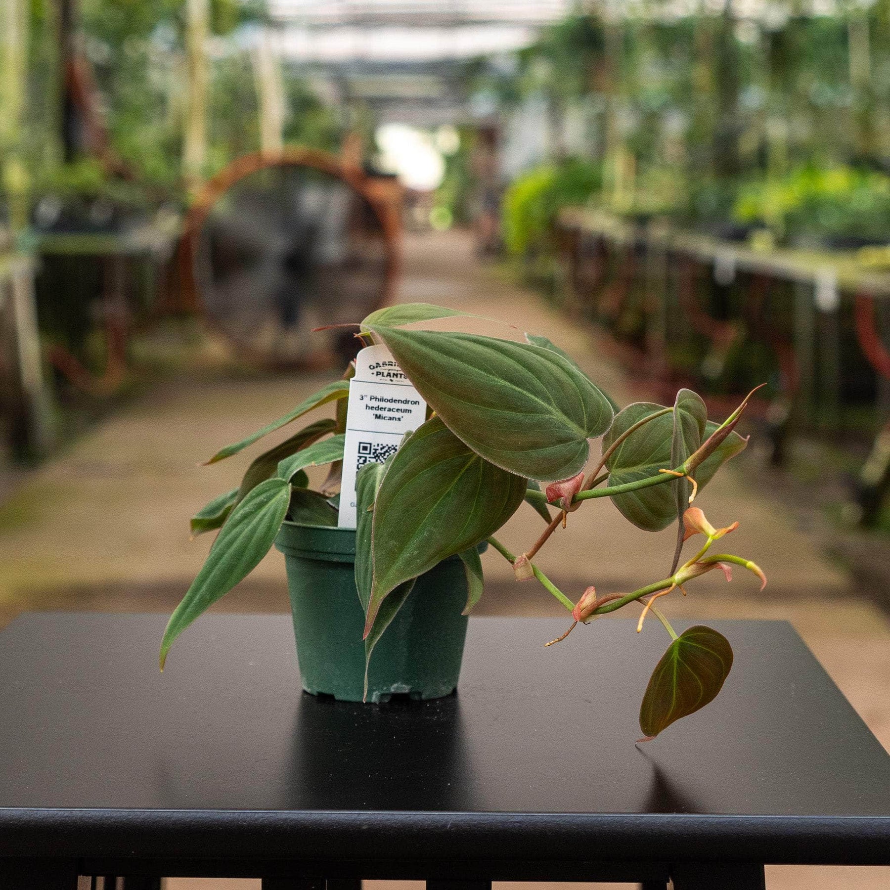 philodendron hederaceum velvet leaf Philodendron hederaceum 'Micans'