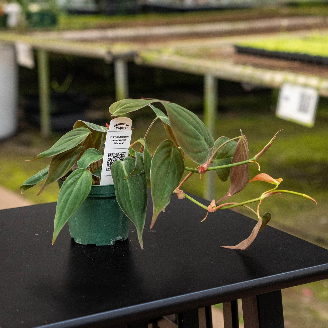 philodendron hederaceum micans verzorging Philodendron hederaceum 'Micans'