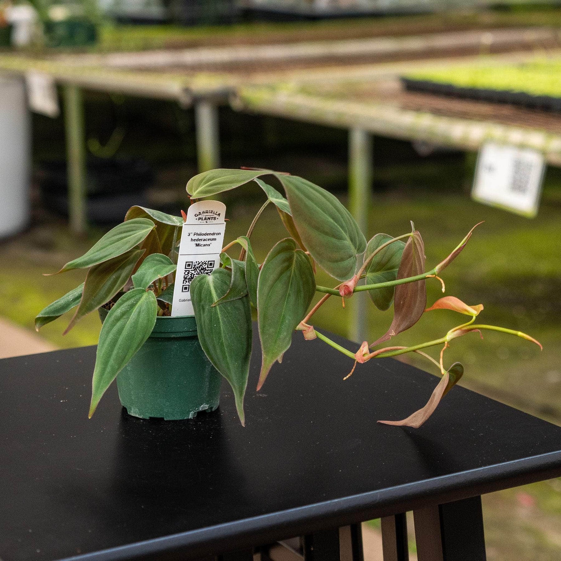 philodendron micans velvet leaf Philodendron hederaceum 'Micans'
