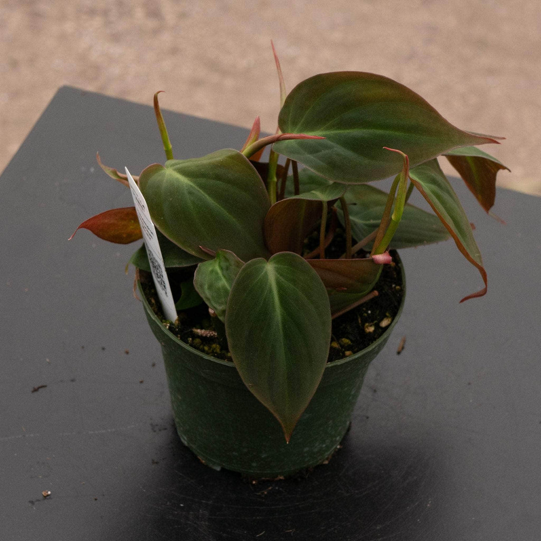 philodendron hederaceum var micans Philodendron hederaceum 'Micans'