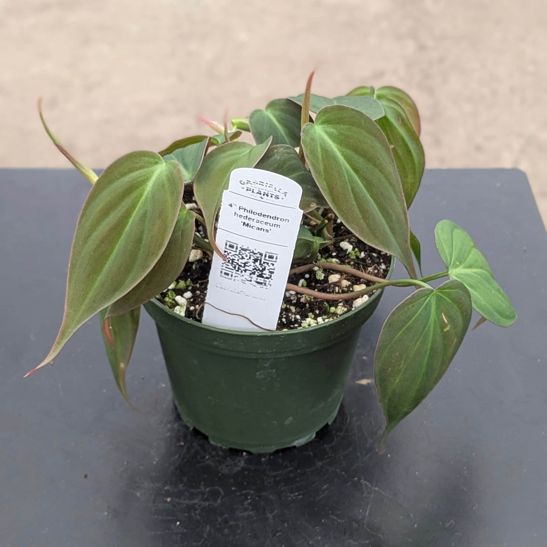 philodendron micans buy online Philodendron hederaceum 'Micans'