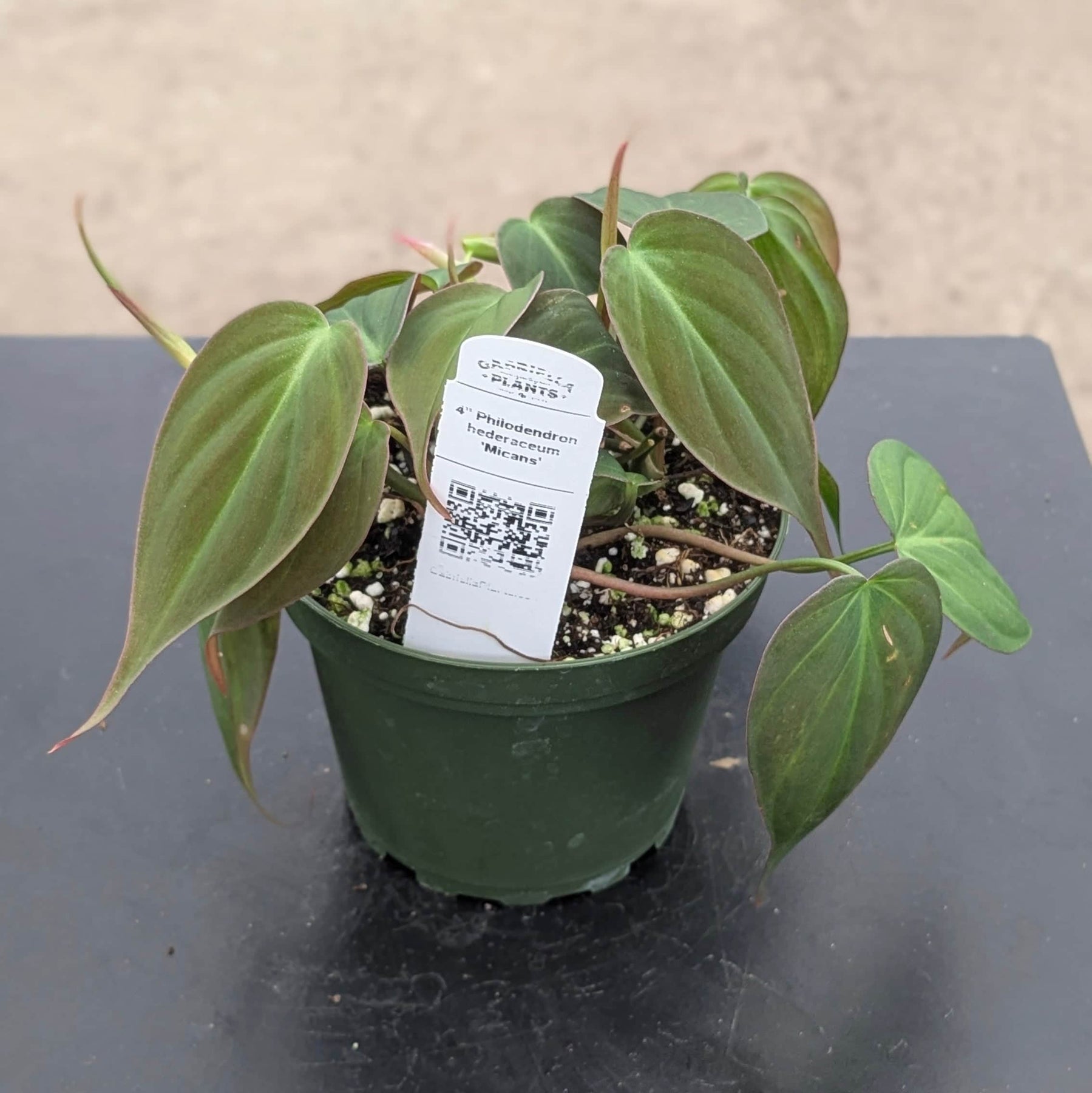 philodendron hederaceum micans velvet leaf Philodendron hederaceum 'Micans'