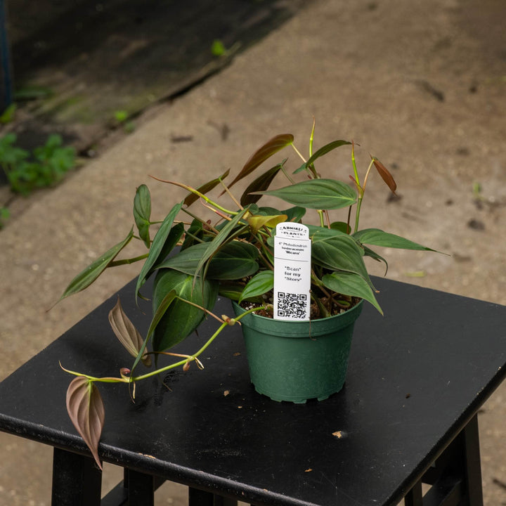 Gabriella Plants Philodendron 4" Philodendron hederaceum &