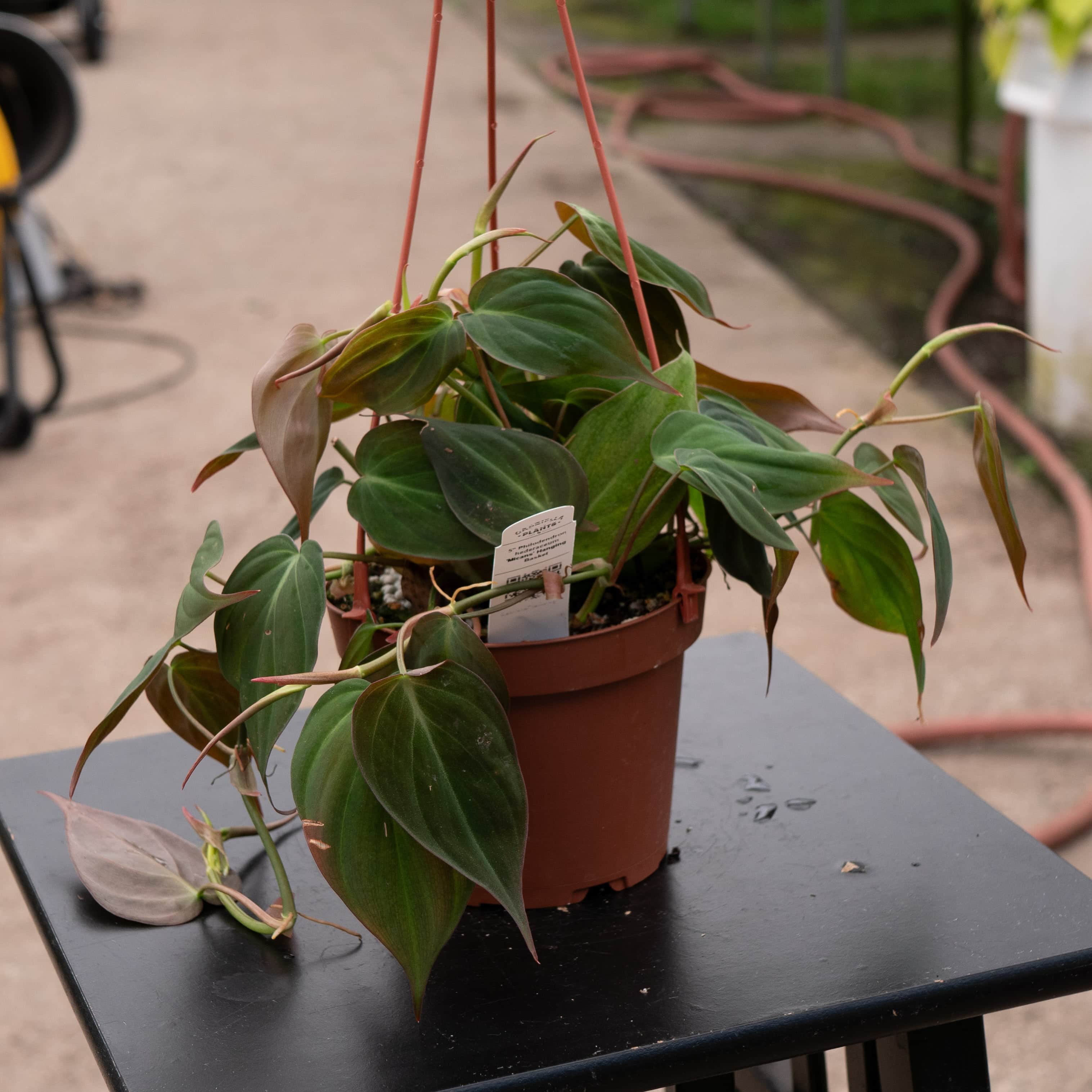 Philodendron hederaceum 'Micans'