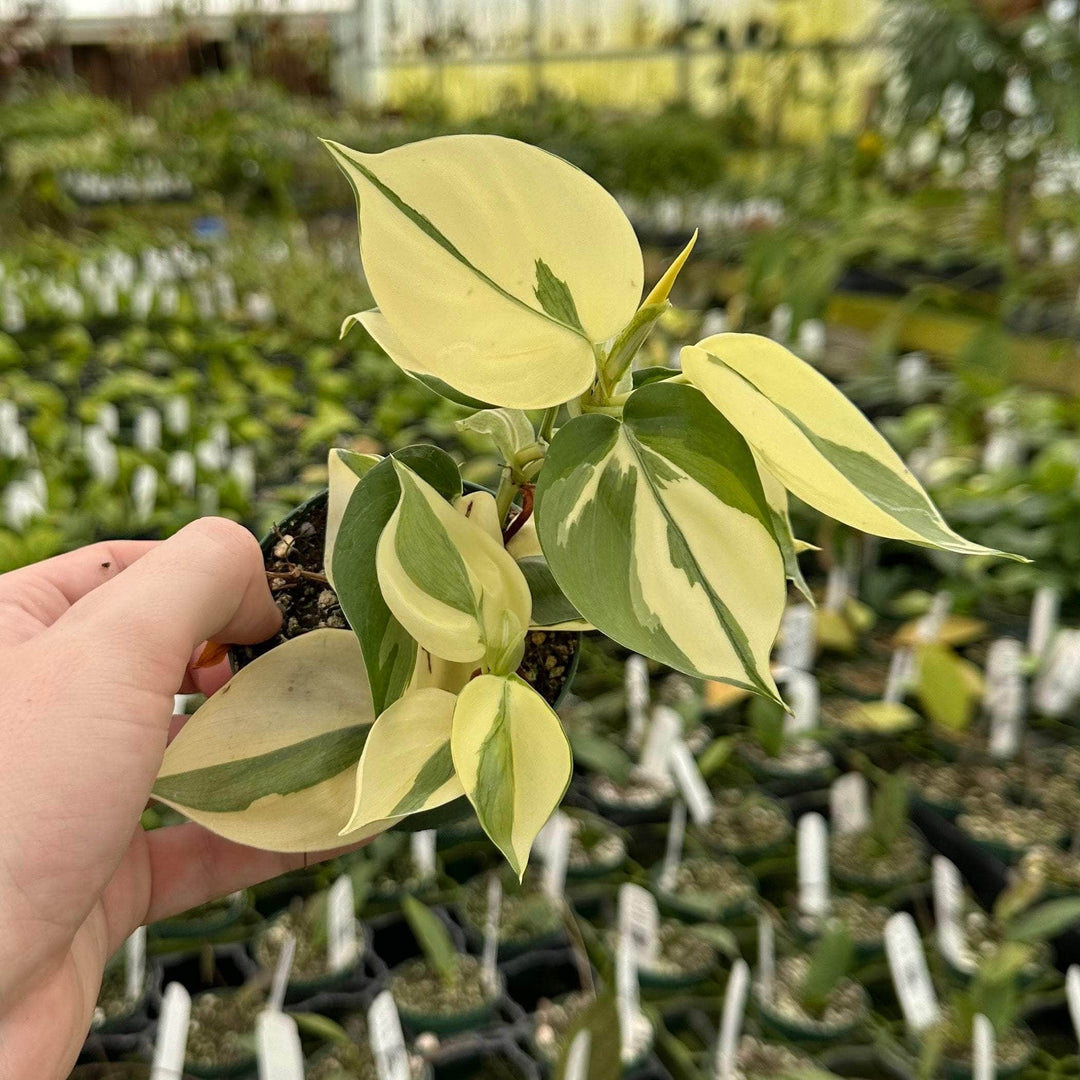 Gabriella Plants 3" Philodendron hederaceum Mutant Rio (GP Original)