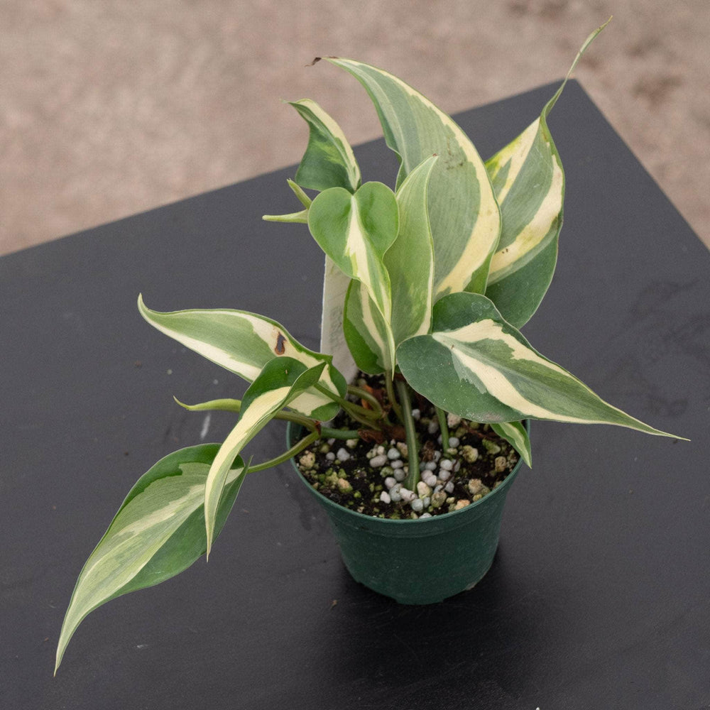 Philodendron hederaceum 'Rio' - 3