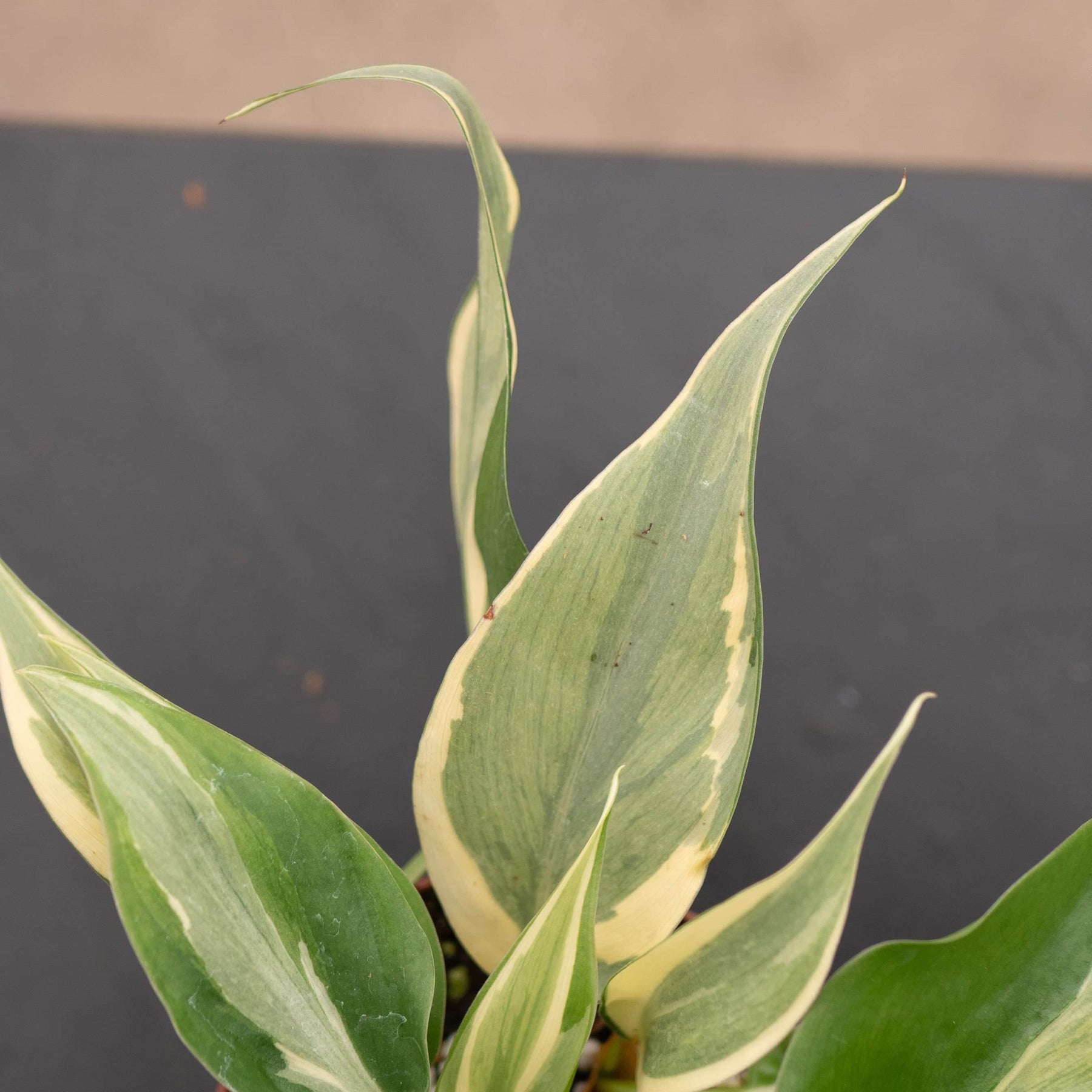 rio philodendron sport Philodendron hederaceum 'Rio' - 3"