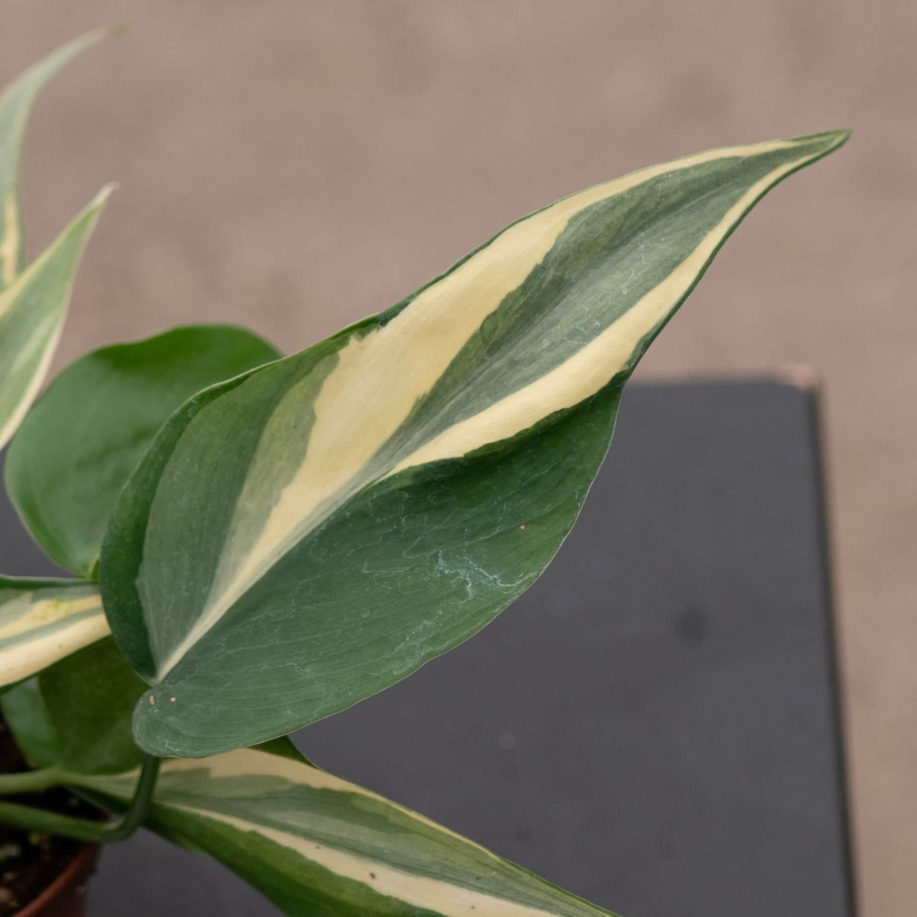 philodendron rio brazil Philodendron hederaceum 'Rio' - 3"