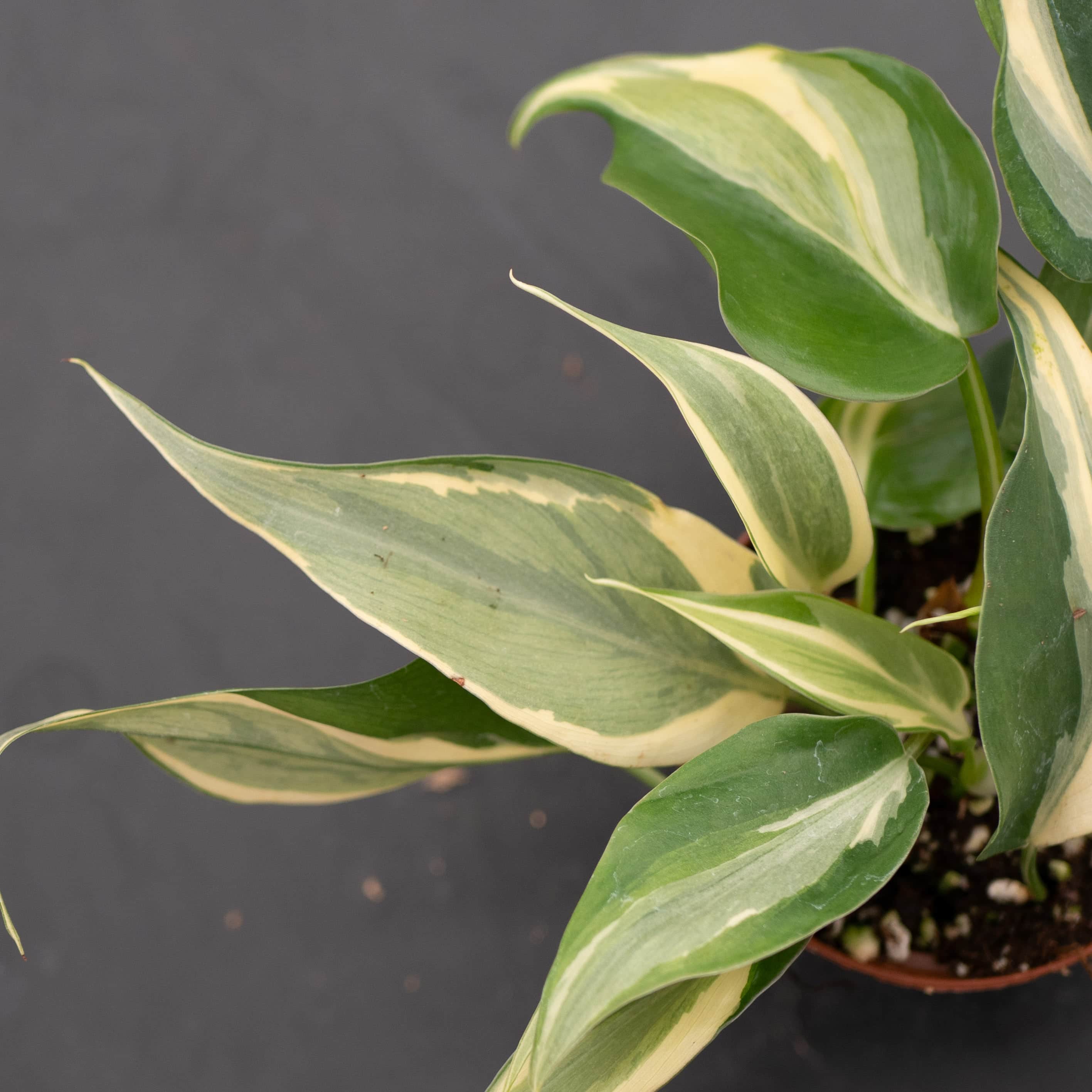 philodendron rio for sale Philodendron hederaceum 'Rio' - 3"
