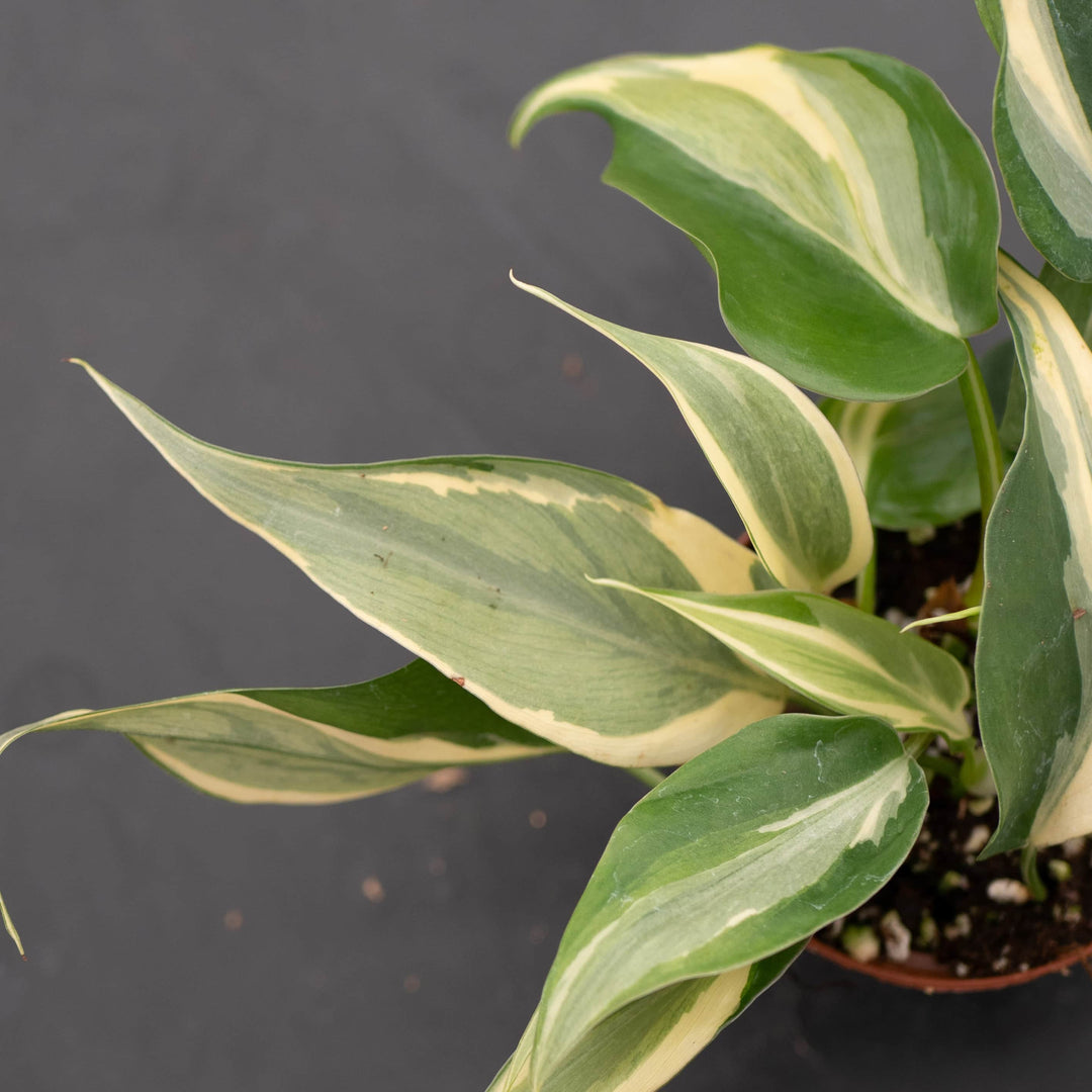 philodendron sport Philodendron hederaceum 'Rio' - 3"