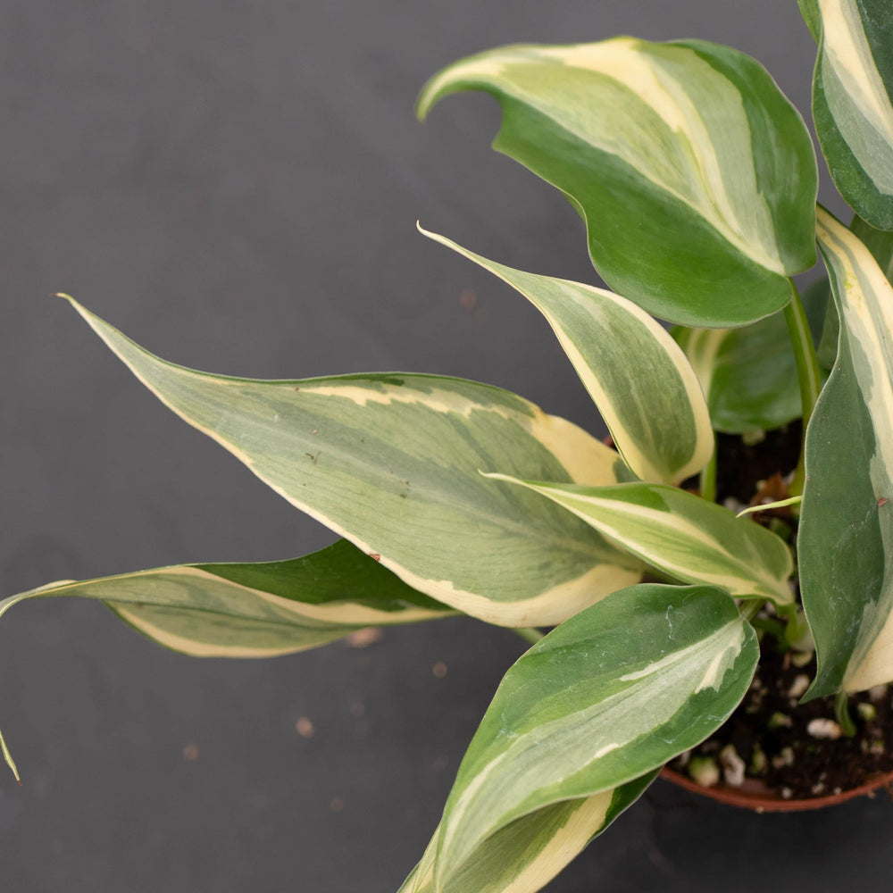 Gabriella Plants Philodendron Philodendron hederaceum 'Rio' - 3"