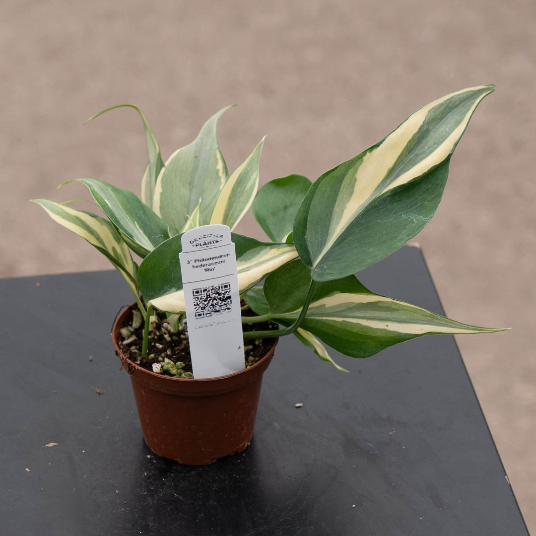 philodendron hederacium Philodendron hederaceum 'Rio' - 3"