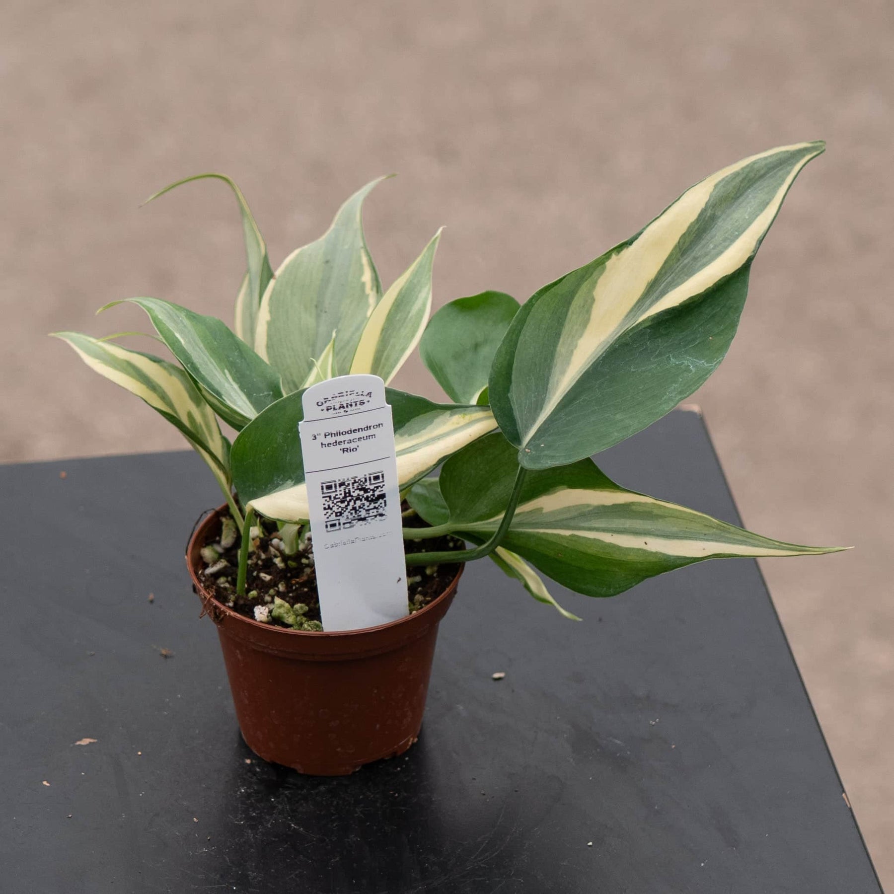 rio philodendron for sale Philodendron hederaceum 'Rio' - 3"