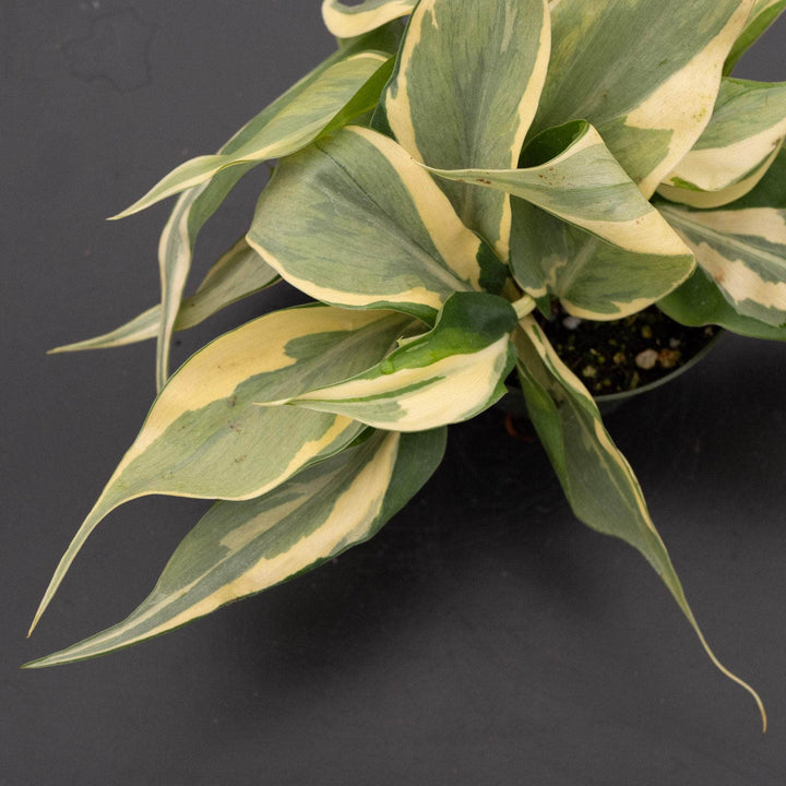brasil vs rio philodendron Philodendron hederaceum 'Rio' - 4"