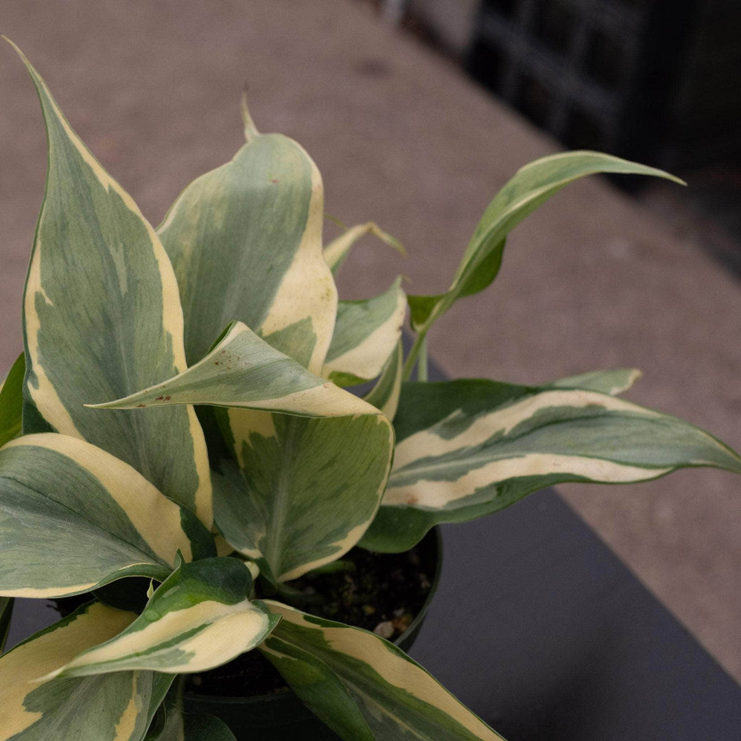 philodendron brasil rio Philodendron hederaceum 'Rio' - 4"
