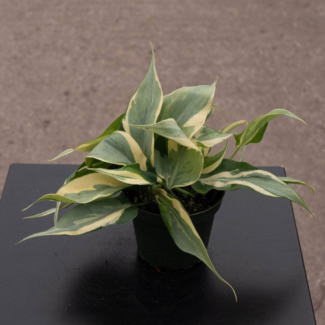 philodendron brasil rio Philodendron hederaceum 'Rio' - 4"