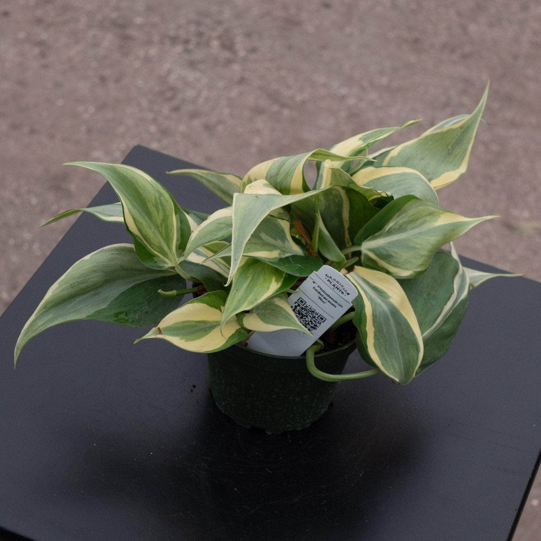 Philodendron hederaceum 'Rio' - 4