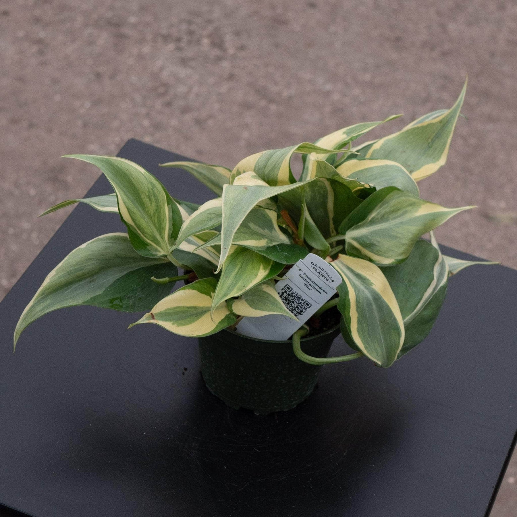 philodendron green stripe Philodendron hederaceum 'Rio' - 4"