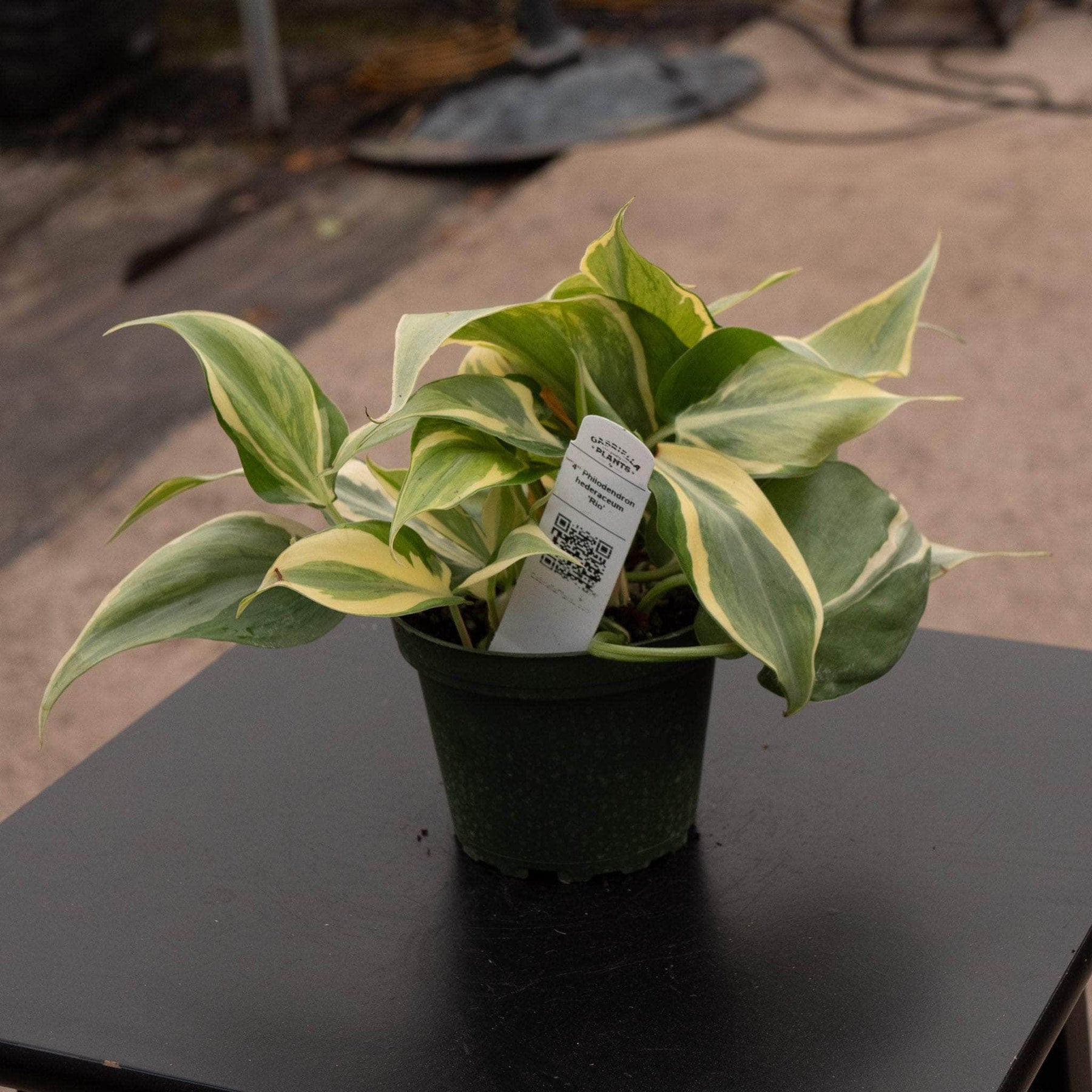 philodendron hederaceum order Philodendron hederaceum 'Rio' - 4"