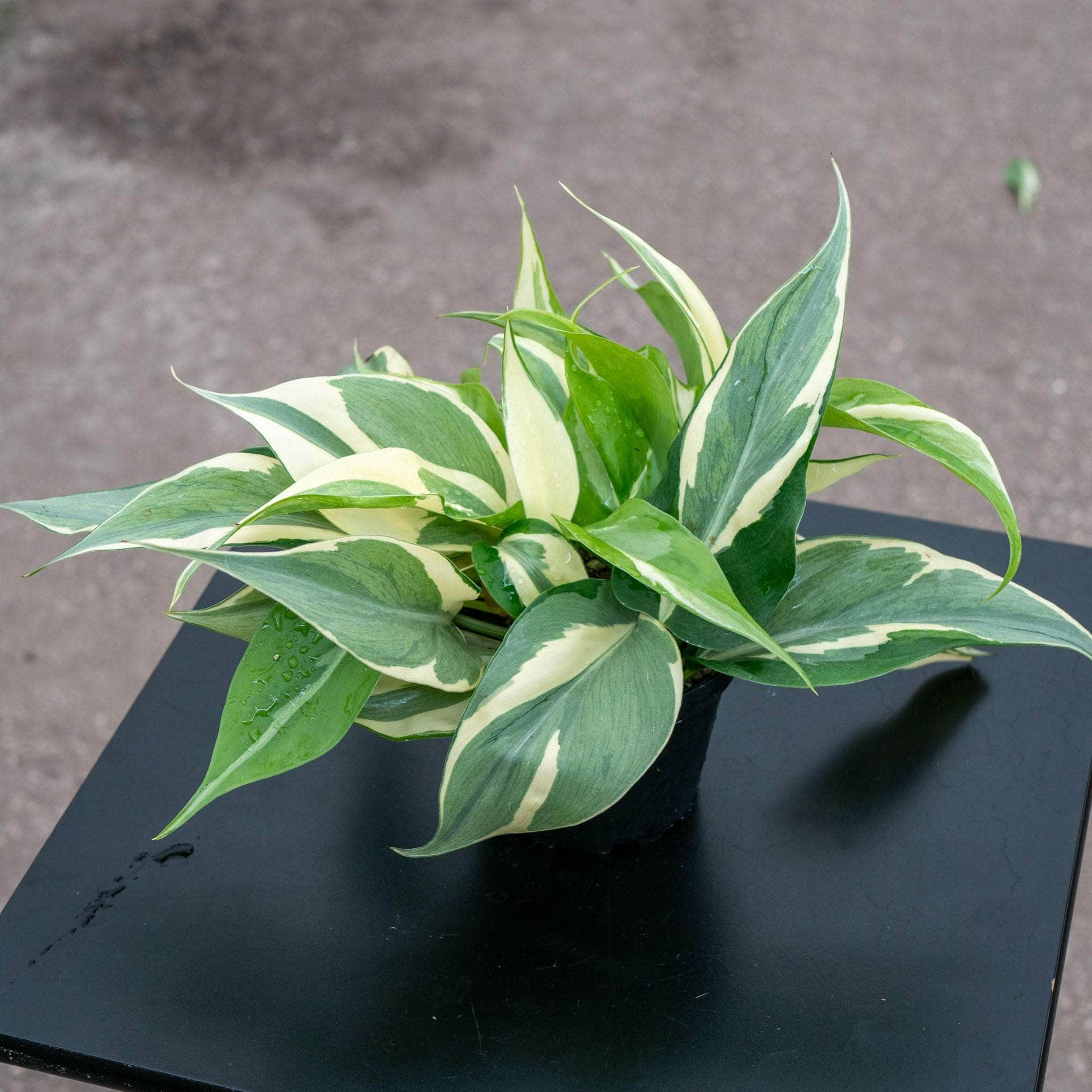 Philodendron hederaceum 'Rio' - 4