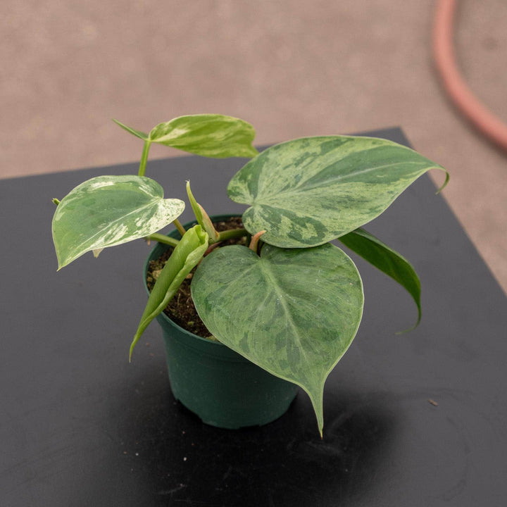 Gabriella Plants Philodendron 3" Philodendron hederaceum variegata