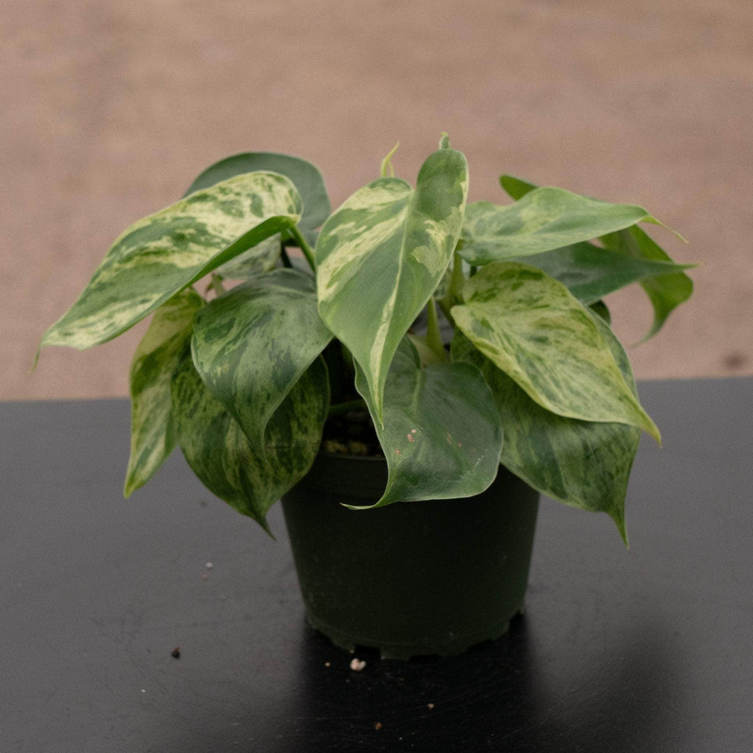 philodendron is mostly green not varigated Philodendron hederaceum variegated